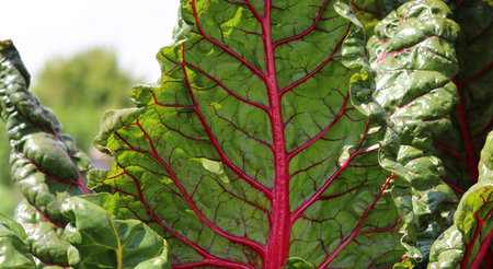 Close up of red veined beetroot vegetable showing leaf detail