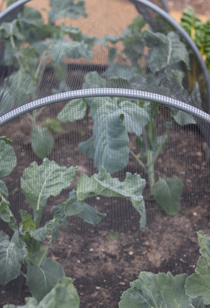 Green netted cloche in vegetable garden with young cabbages growing inside