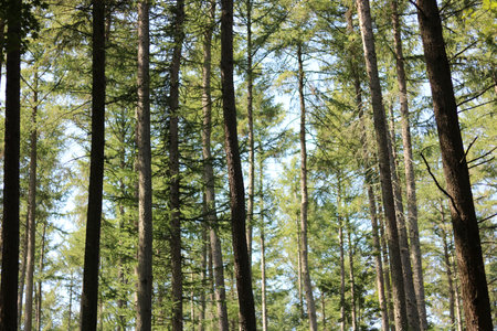 Low angle view of forest from below showing green leafy canopy