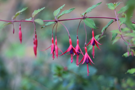 Vivid pink fuchsia buds with soft green background with copy space