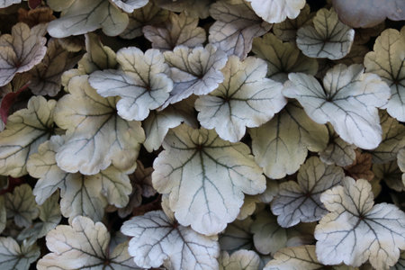 Full frame horizontal image of white and green frilly heuchera leavesの写真素材