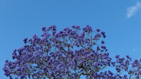 Beautiful purple jacaranda blooms against deep blue sky with copy spaceの写真素材