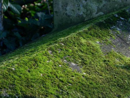 Old moss covered grave in grave yard with space for copyの写真素材