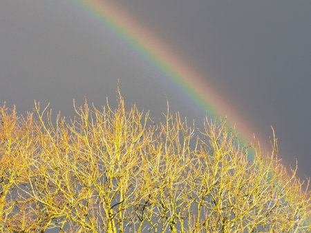 Rainbow against dark grey sky and bushes below with no foliageの写真素材