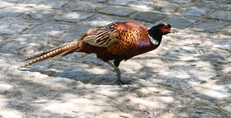 Close up of beautiful pheasant bird on rough ground with shadows