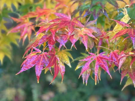 Close up of beautiful red, yellow and green autumn foliage