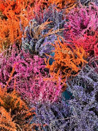 Full frame background of beautiful colourful heathersの写真素材