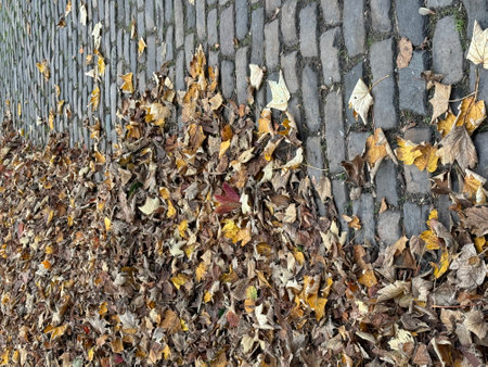 Vertical image of autumn leaves on cobblestonesの写真素材