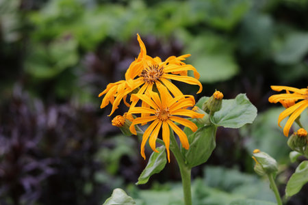 Ligularia dentata with green foliageの写真素材