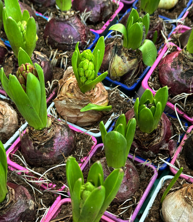 Young green hyacinths in assorted coloured plastic potsの写真素材