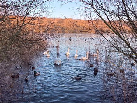 Group of swans and ducks on lake in evening lightの写真素材