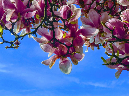 Beautiful pink magnolia flower against blue sky in springの写真素材