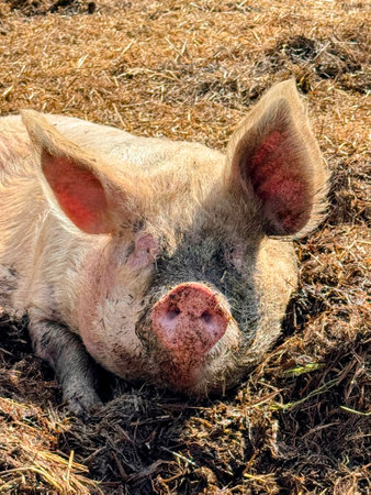 Vertical image of pig or sow lying in hayの写真素材