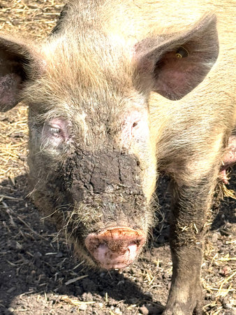 Vertical image of standing muddy pig or sow
