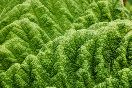 Full frame image of gunnera foliage resembling a mountain rangeの写真素材