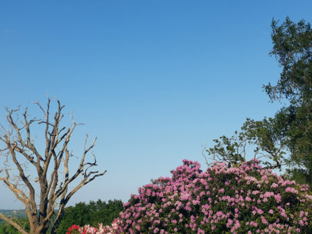 Beautiful pink rhododendrons beside tree with no foliageの写真素材