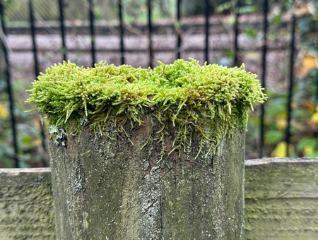 Moss on top of wooden pillar or fence with metal railings behindの写真素材