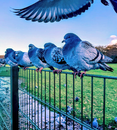 Row of pigeons on fence with open wing of pigeon in flight aboveの写真素材