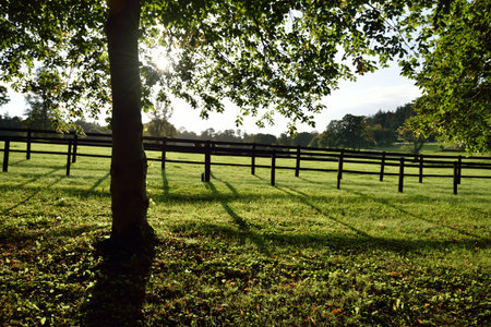 Railing shadowsの写真素材