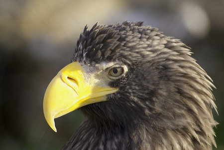 Eagle in a zoo against a dark background