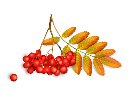 Realistic 3d mesh rowan branch isolated on a white . Rowan branch with orange leaves and ashberry isolated on a white illustrationのイラスト素材