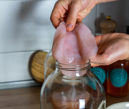 Scoby, hands holding tea mushroom in glass jar. Preparing kombucha. Healthy fermented, probiotic...