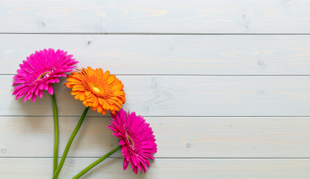 Colorful gerbera daisy flowers on the wooden background. postcard with copy space.