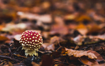 Toxic toadstool small mushroom in the autumn forest. Poisonous amanita mushrooms can cause death.の写真素材
