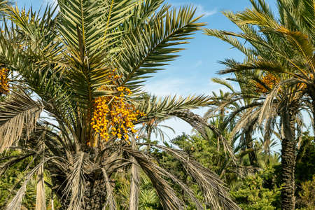 Ripening fruits on the dates palm tree. Spain's autumn harvest time.の写真素材