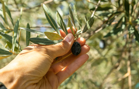 Hand holding a branch of black olives. Concept of the olives harvest, autumn period.の写真素材