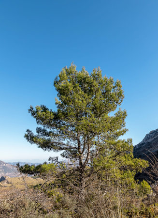 Mountainous countryside in autumn. spruce trees on the grassy hills. Sunny weather with blue cloudless sky. Sierra Aitana, Spainの写真素材