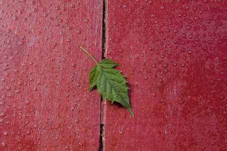green leaf on red wood floor