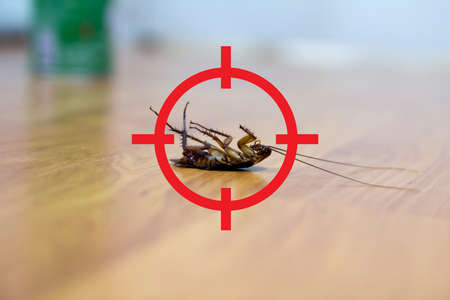 gun target to kill cockroach , pest control conceptの写真素材
