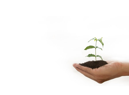 growing plant in hand