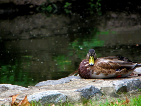Duck posingの写真素材