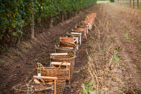 Preparation for traditional hop picking activities in hop farm near Zatec in Bohemia, Saaz hops.の写真素材