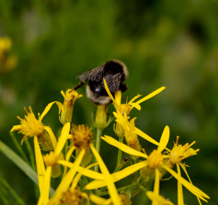 Bluble-bee