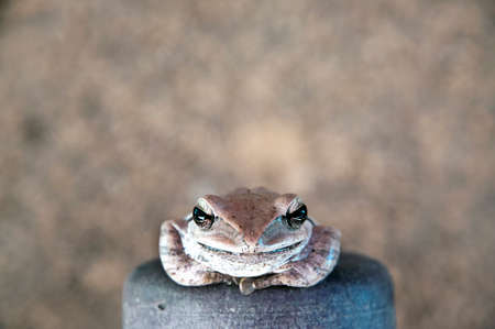 brown frog smileの写真素材
