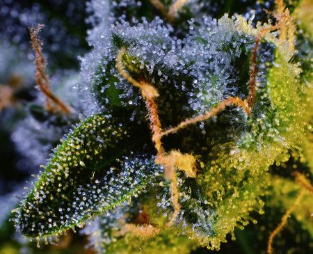 Macro close up of trichomes on female cannabis indica plant leaves.
