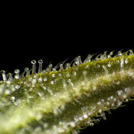 Macro close up of trichomes on female cannabis indica plant leaf on black background.の写真素材