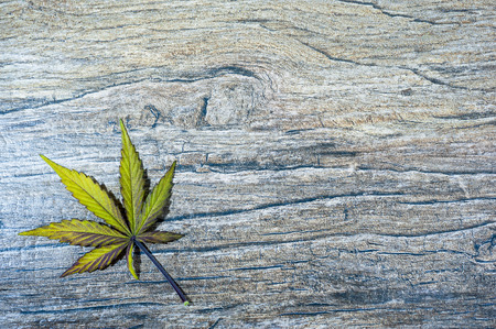 Single green and violet cannabis leaf on wood like background.の写真素材