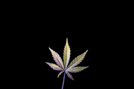 Green to violet single hemp leaf on black backgroundの写真素材