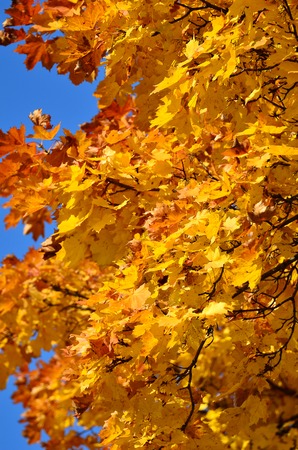 Bright golden yellow to orange Autumn tree leaves.の写真素材