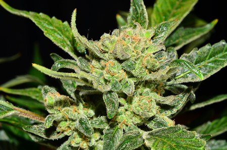 Mature bud of female cannabis indica plant on black background.の写真素材