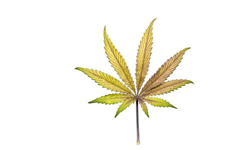 Single purple and yellow cannabis / hemp leaf on white background.の写真素材