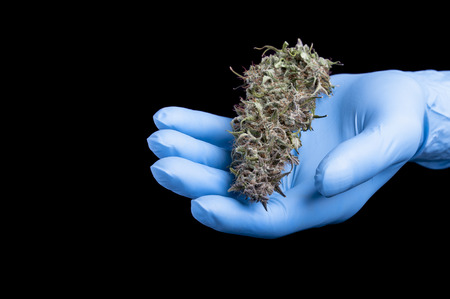 Dry big main top bud of mature female cannabis plant on open hand in blue glove on black background.の写真素材