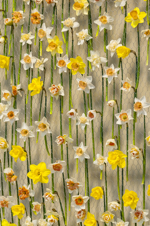 White and yellow narcissus on metal net on white wall.の写真素材