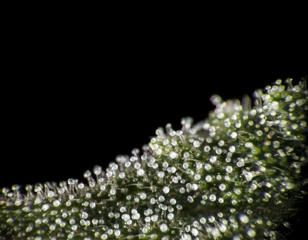 Macro close up of trichomes on female cannabis indica plant leaf on black background.