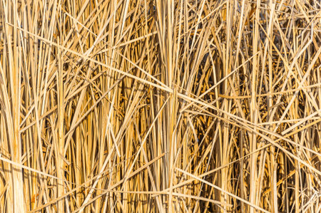 Texture background from yellow reed stems in winter sun.