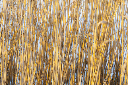 Texture background from yellow reed stems in winter sun.の写真素材